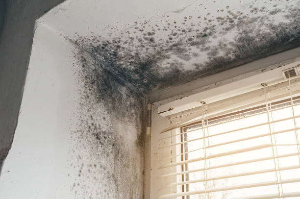 Affordable Crawl Space Mold Removal solutions in Camas, WA
